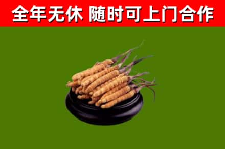 福山回收散虫草